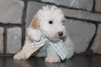 Akc Jenna, a female Poodle - Miniature  for sale in Massillon, OH – 3 of 9