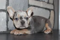 AKC Ziggy, a male French Bulldog for sale in Massillon, OH – 2 of 9