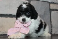 Mini Lexi, a female Miniature Goldendoodle for sale in Massillon, OH – 3 of 10