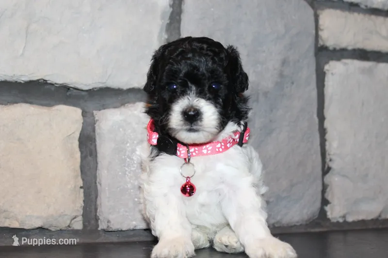 AKC Bella – Poodle - Miniature  puppy for sale in Massillon, OH