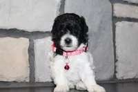 AKC Bella, a female Poodle - Miniature  for sale in Massillon, OH – 1 of 10