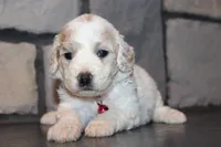 AKC Lucy, a female Miniature Goldendoodle for sale in Massillon, OH – 9 of 10