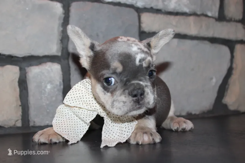 AKC Sadi, a female French Bulldog for sale in Massillon, OH – 1 of 7