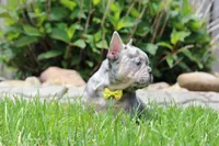 AKC Bella, a female French Bulldog for sale in Massillon, OH – 2 of 9