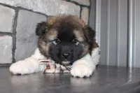 AKC Teddy, a male Akita for sale in Massillon, OH – 7 of 9