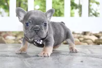 AKC Zoe, a female French Bulldog for sale in Massillon, OH – 2 of 10