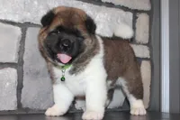 AKC Bear, a male Akita for sale in Massillon, OH – 6 of 10