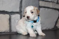 AKC Barlow, a male Poodle - Miniature  for sale in Massillon, OH – 6 of 6
