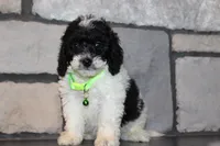 Mini Snoopy, a male Miniature Goldendoodle for sale in Massillon, OH – 2 of 5