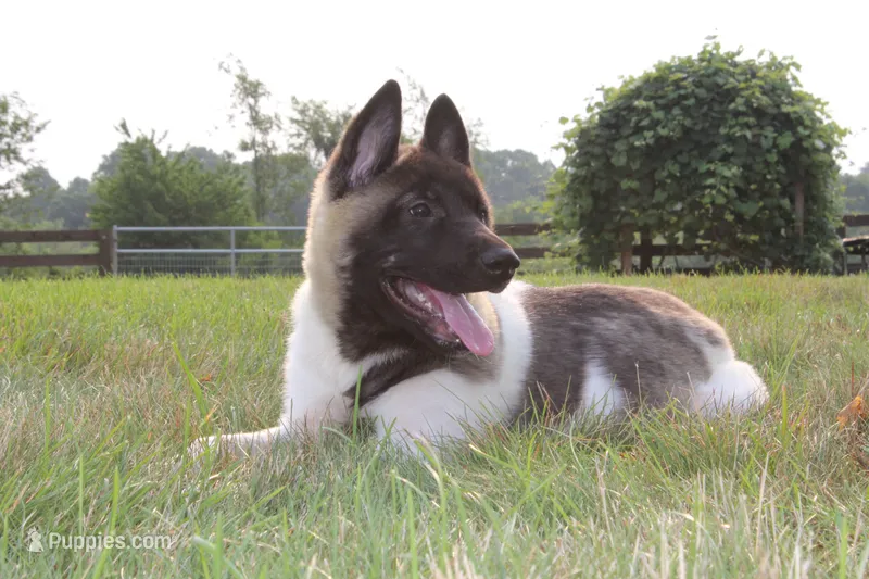 AKC Molly  – Akita puppy for sale in Massillon, OH