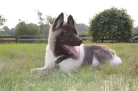 AKC Molly , a female Akita for sale in Massillon, OH – 1 of 9