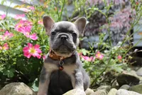 AKC Jack, a male French Bulldog for sale in Massillon, OH – 5 of 10