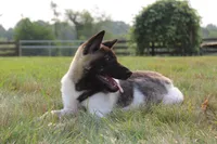 AKC Molly , a female Akita for sale in Massillon, OH – 9 of 9