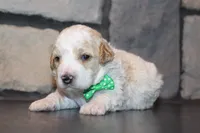 Mini Ziggy, a male Miniature Goldendoodle for sale in Massillon, OH – 4 of 6