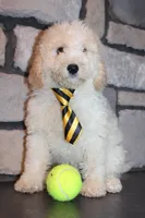 Mini Snoopy, a male Miniature Goldendoodle for sale in Massillon, OH – 6 of 9