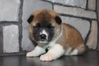 Akc Max, a male Akita for sale in Massillon, OH – Photo 8 of 8