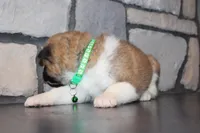 Akc Max, a male Akita for sale in Massillon, OH – Photo 5 of 8