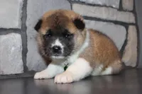 Akc Max, a male Akita for sale in Massillon, OH – Photo 4 of 8