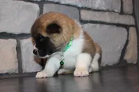 Akc Max, a male Akita for sale in Massillon, OH – Photo 2 of 8