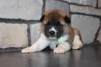 Akc Max, a male Akita for sale in Massillon, OH – Photo 1 of 8
