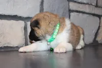 Akc Max, a male Akita for sale in Massillon, OH – Photo 6 of 8