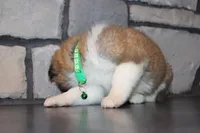 Akc Max, a male Akita for sale in Massillon, OH – Photo 3 of 8