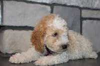 Mini B, a male Miniature Goldendoodle for sale in Massillon, OH – 8 of 8