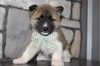 Akc Juno, a female Akita for sale in Massillon, OH – 4 of 7