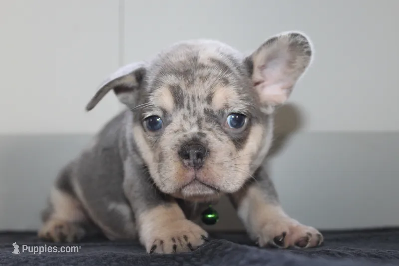 AKC Max  – French Bulldog puppy for sale in Massillon, OH