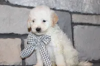 Mini Sadie, a female Miniature Goldendoodle for sale in Massillon, OH – 3 of 6