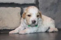 Mini Ziggy, a male Miniature Goldendoodle for sale in Massillon, OH – 5 of 6