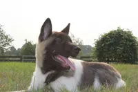 AKC Molly , a female Akita for sale in Massillon, OH – 8 of 9