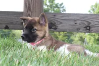 AKC Sadie, a female Akita for sale in Massillon, OH – 4 of 6