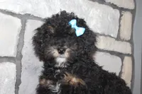 AKC Jace, a male Poodle - Miniature  for sale in Massillon, OH – 2 of 5