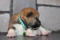 AKC Bear, a male Akita for sale in Massillon, OH – 3 of 6