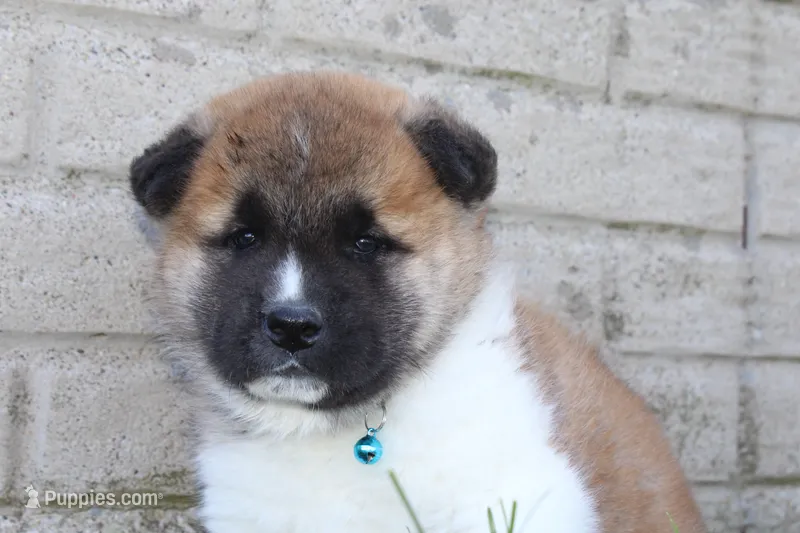 AKC Bear – Akita puppy for sale in Massillon, OH