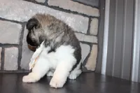 Akc Riley, a female Akita for sale in Massillon, OH – 10 of 10