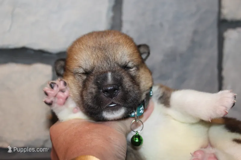 AKC Bear – Akita puppy for sale in Massillon, OH