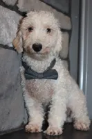 AKC Ollie, a male Poodle - Miniature  for sale in Massillon, OH – 5 of 6