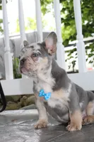 AKC Hank, a male French Bulldog for sale in Massillon, OH – 6 of 8