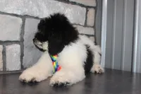 Mini Ollie, a male Miniature Goldendoodle for sale in Massillon, OH – 3 of 7