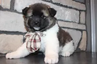 AKC Teddy, a male Akita for sale in Massillon, OH – 3 of 9
