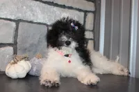 MIni Zoey, a female Miniature Goldendoodle for sale in Massillon, OH – 6 of 6