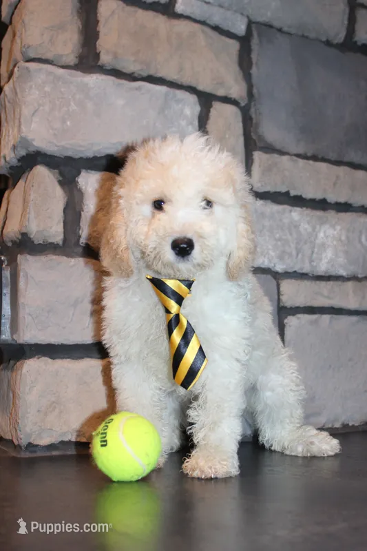 Mini Snoopy – Miniature Goldendoodle puppy for sale in Massillon, OH