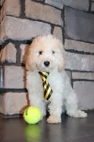 Mini Snoopy, a male Miniature Goldendoodle for sale in Massillon, OH – 1 of 9