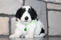 Akc Max, a male Poodle - Miniature  for sale in Massillon, OH – 1 of 5