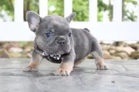AKC Zoe, a female French Bulldog for sale in Massillon, OH – 5 of 9