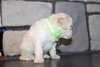 Mini Goose, a male Miniature Goldendoodle for sale in Massillon, OH – 3 of 6