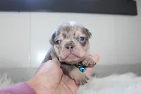 AKC Max , a male French Bulldog for sale in Massillon, OH – 5 of 7