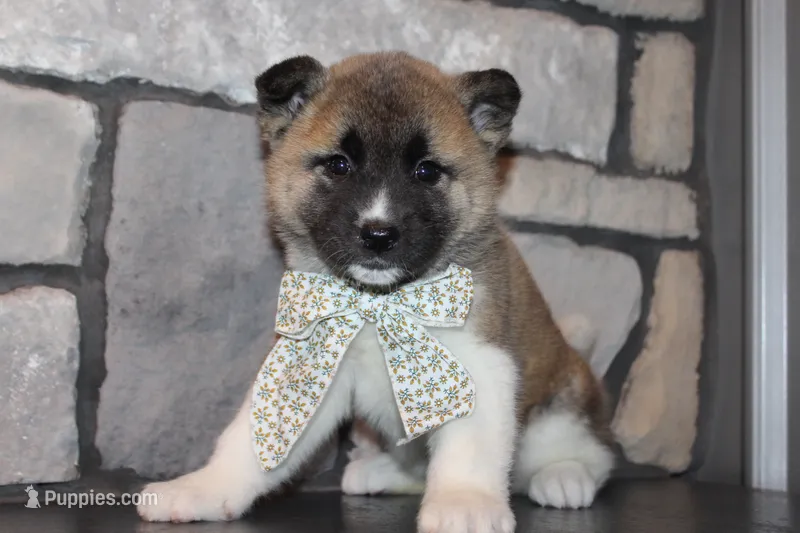 Akc Juno – Akita puppy for sale in Massillon, OH